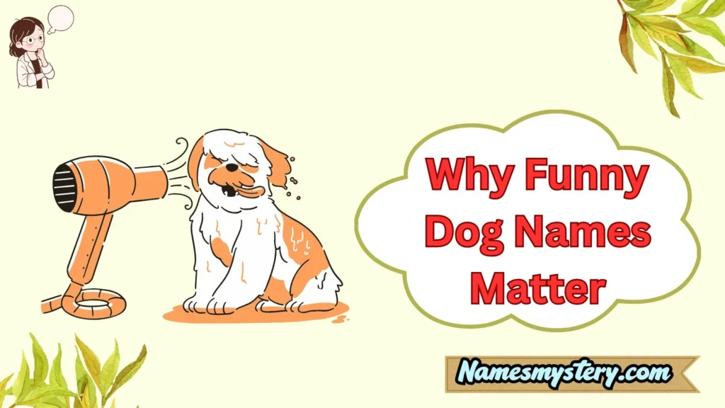 Why Funny Dog Names Matter